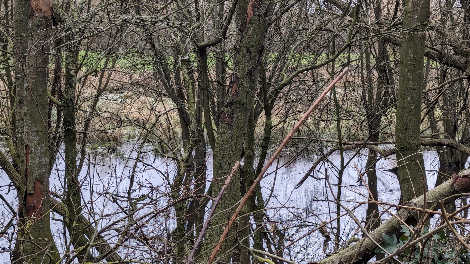 Abington Meadows Nature Reserve — Place photograph