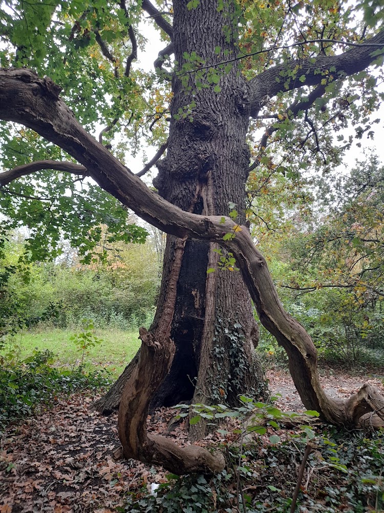 Ainslie Wood — Source image