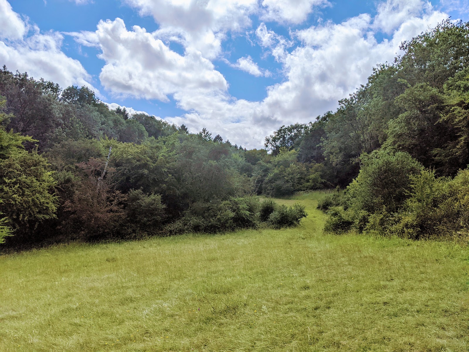 Alpine Meadow, Berkhamsted — Place photograph