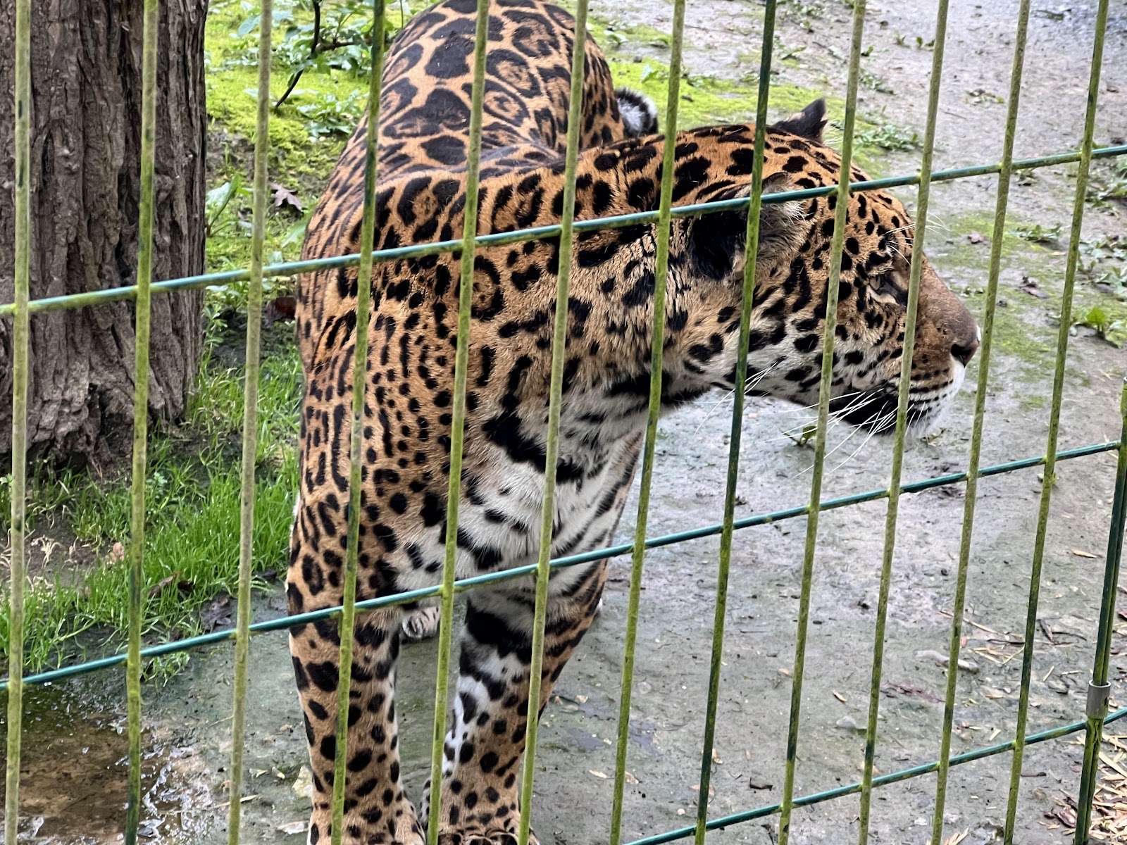 Amazona Zoo