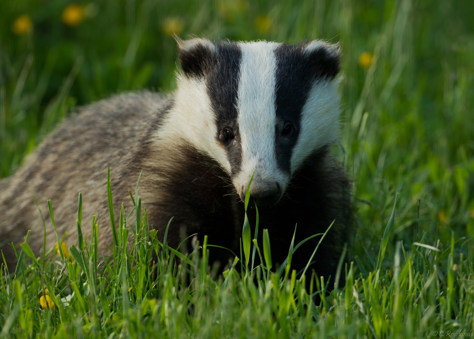 Badger Watch Dorset — Place photograph