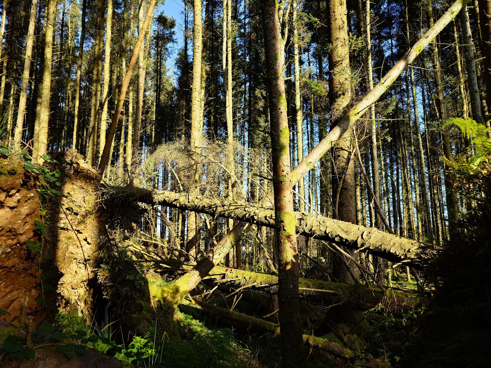 Ballypatrick Forest Car Park