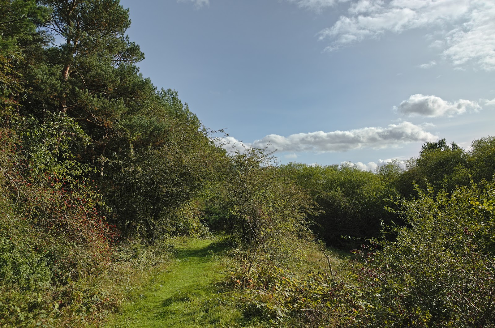Barford Wood and Meadows — Place photograph