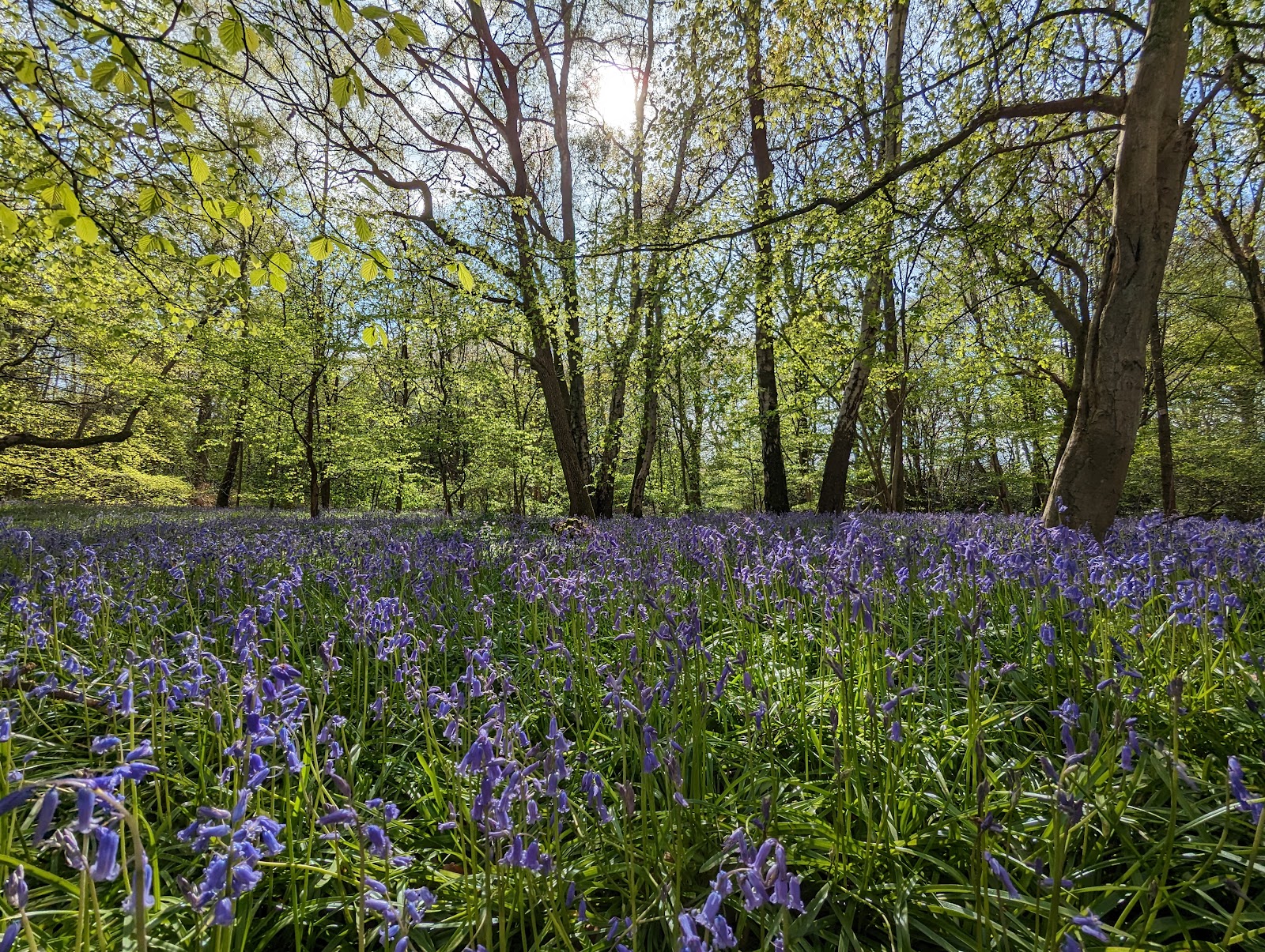 Bedelands Nature Reserve — Place photograph