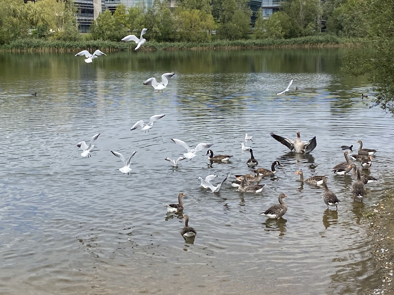 Bedfont Lake