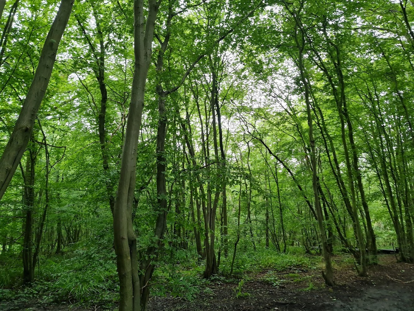 Bencroft Wood — Source image