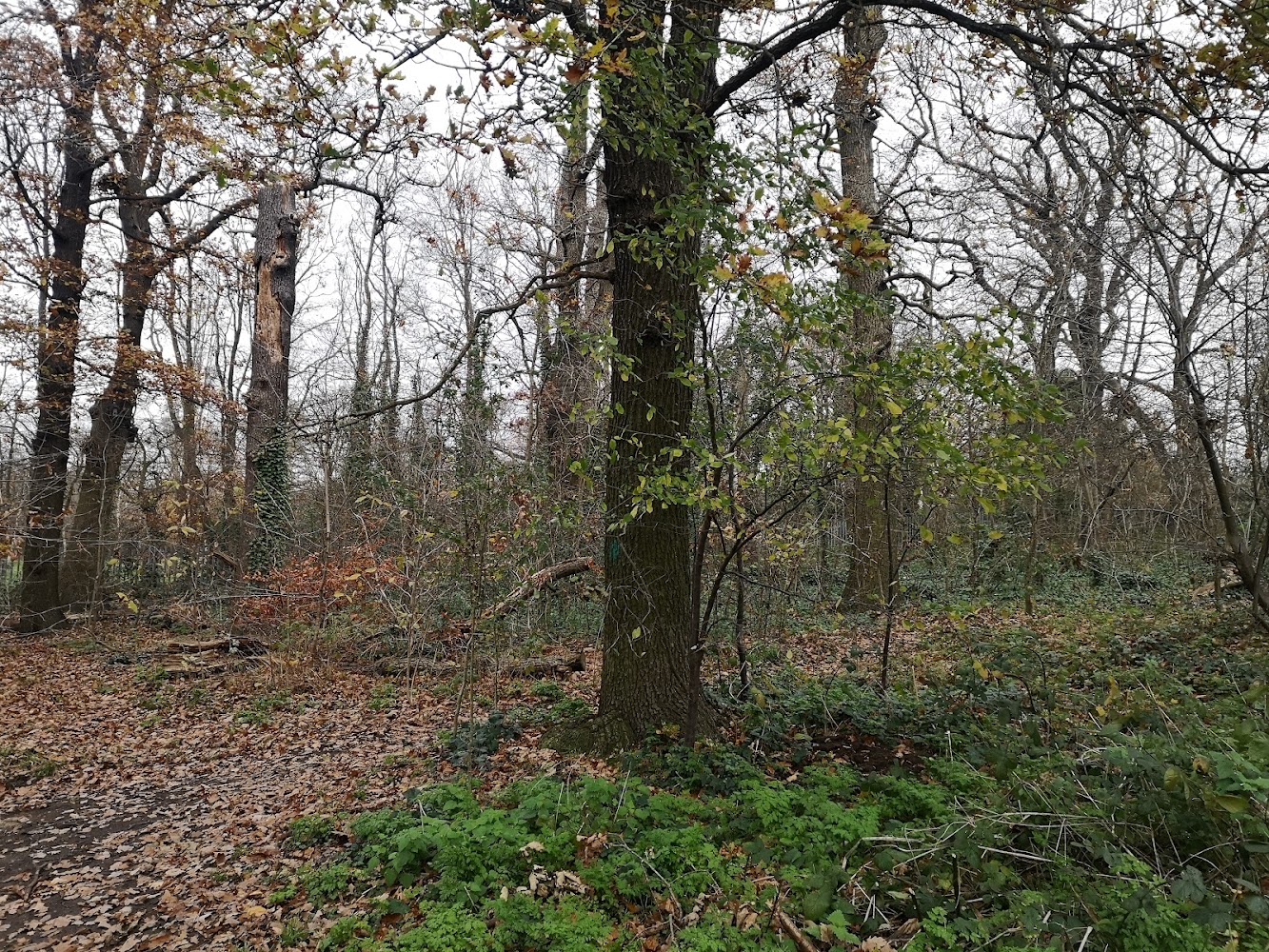 Bluebell Wood, London — Source image