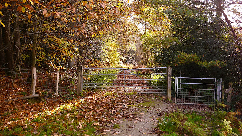Brenchley Wood — Source image