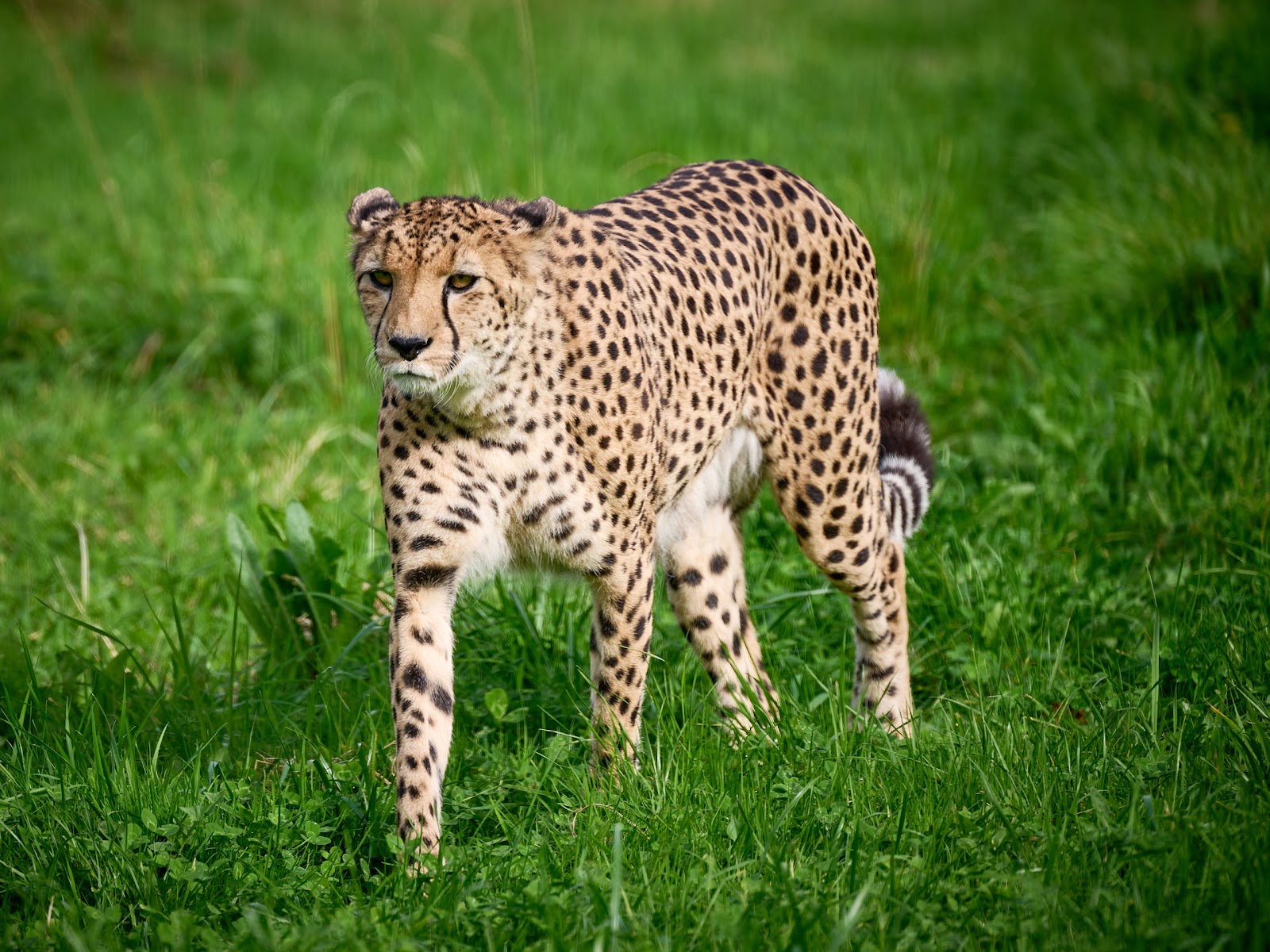 Bristol Zoo Project — Place photograph