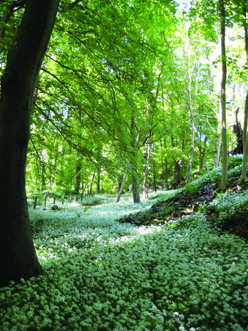 Brown Robin Nature Reserve