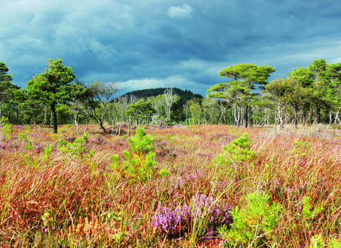 Brown Robin Nature Reserve — Place photograph