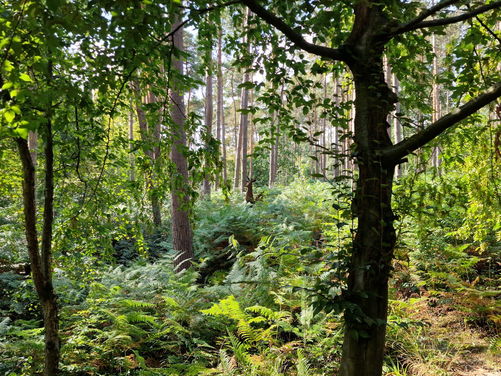Broxbourne Woods — Place photograph