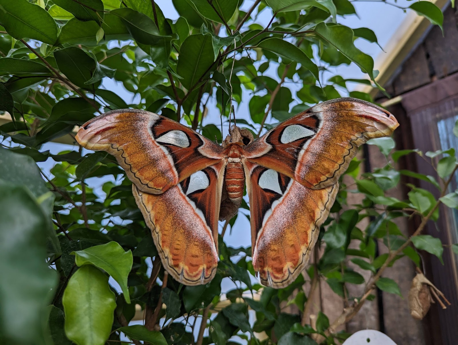 Butterfly Paradise