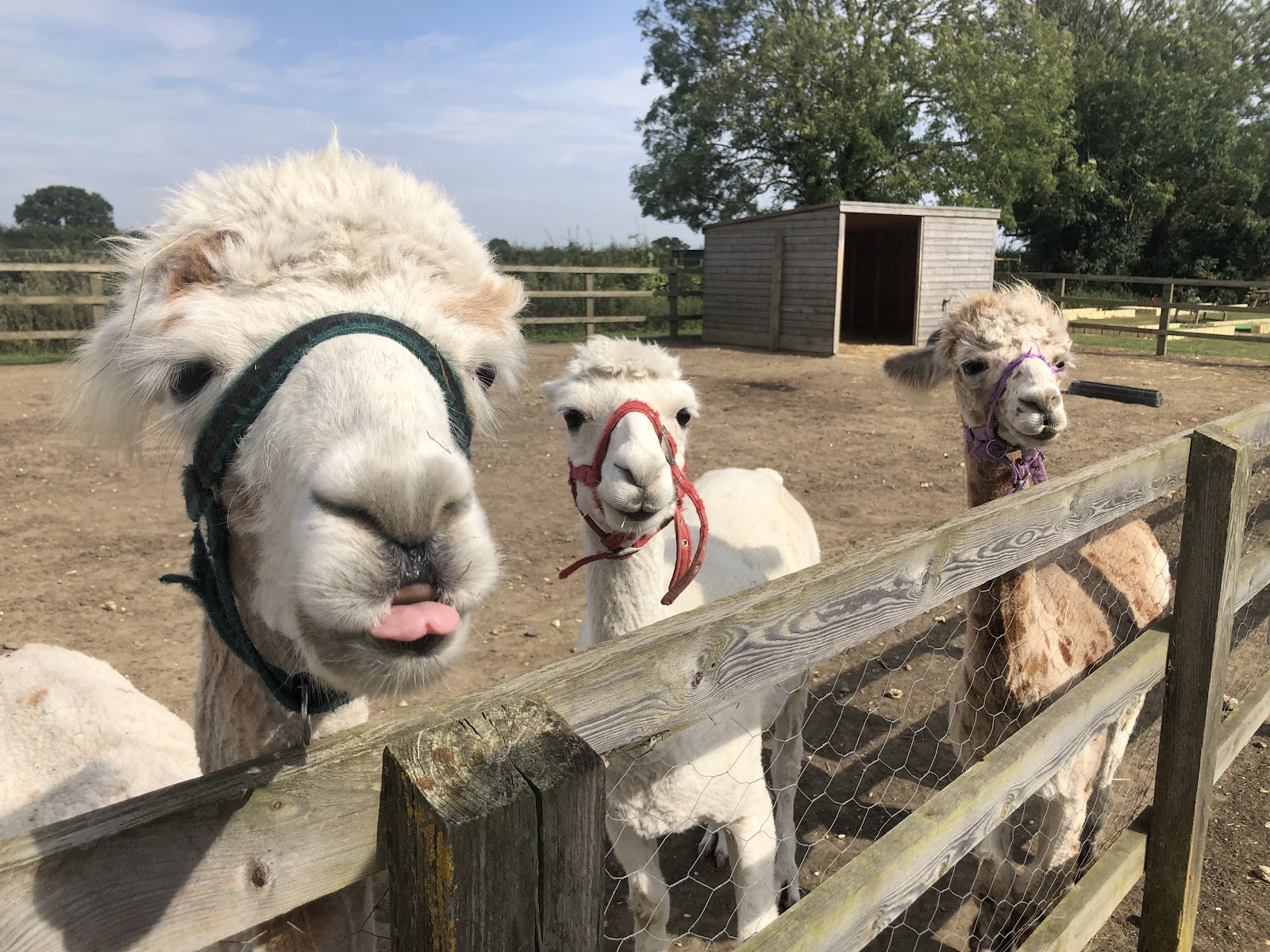 Camel Park Oasis