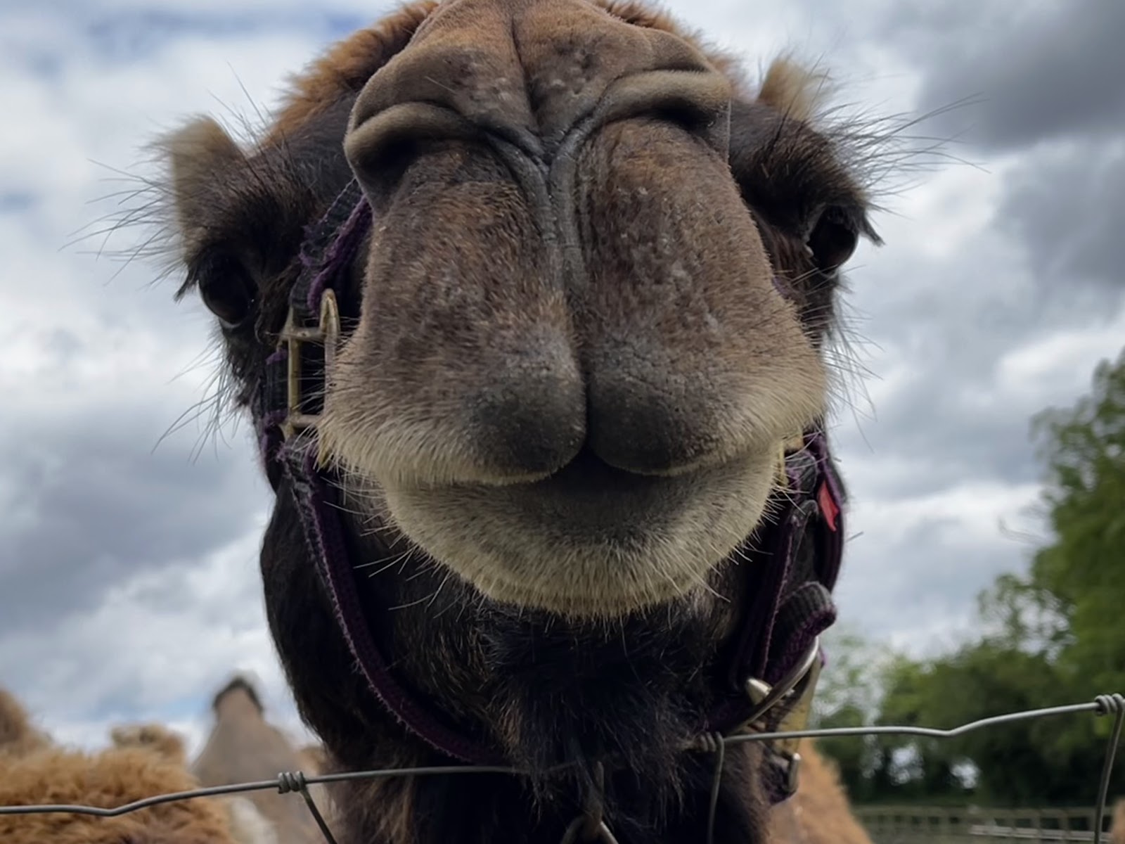 Camel Park Oasis