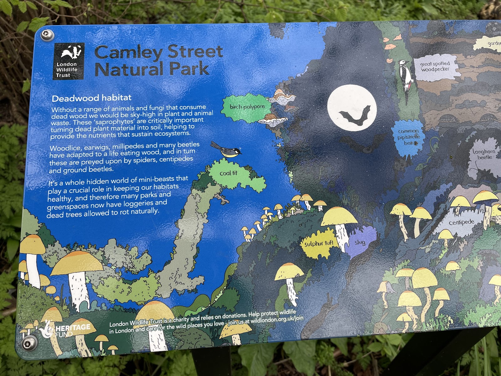 Camley Street Natural Park, London Wildlife Trust