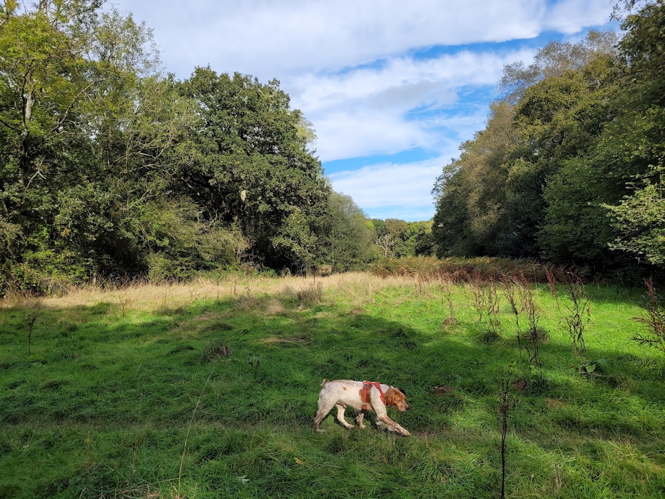 Chaddesley Woods National Nature Reserve — Source image