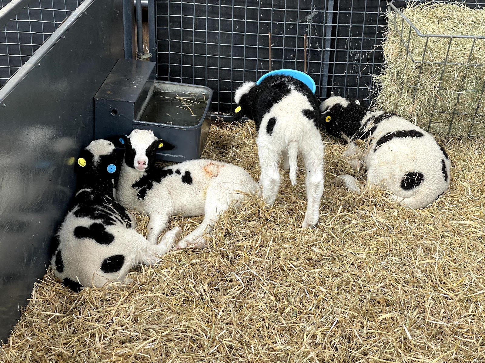 Chatsworth Farmyard & Adventure Playground