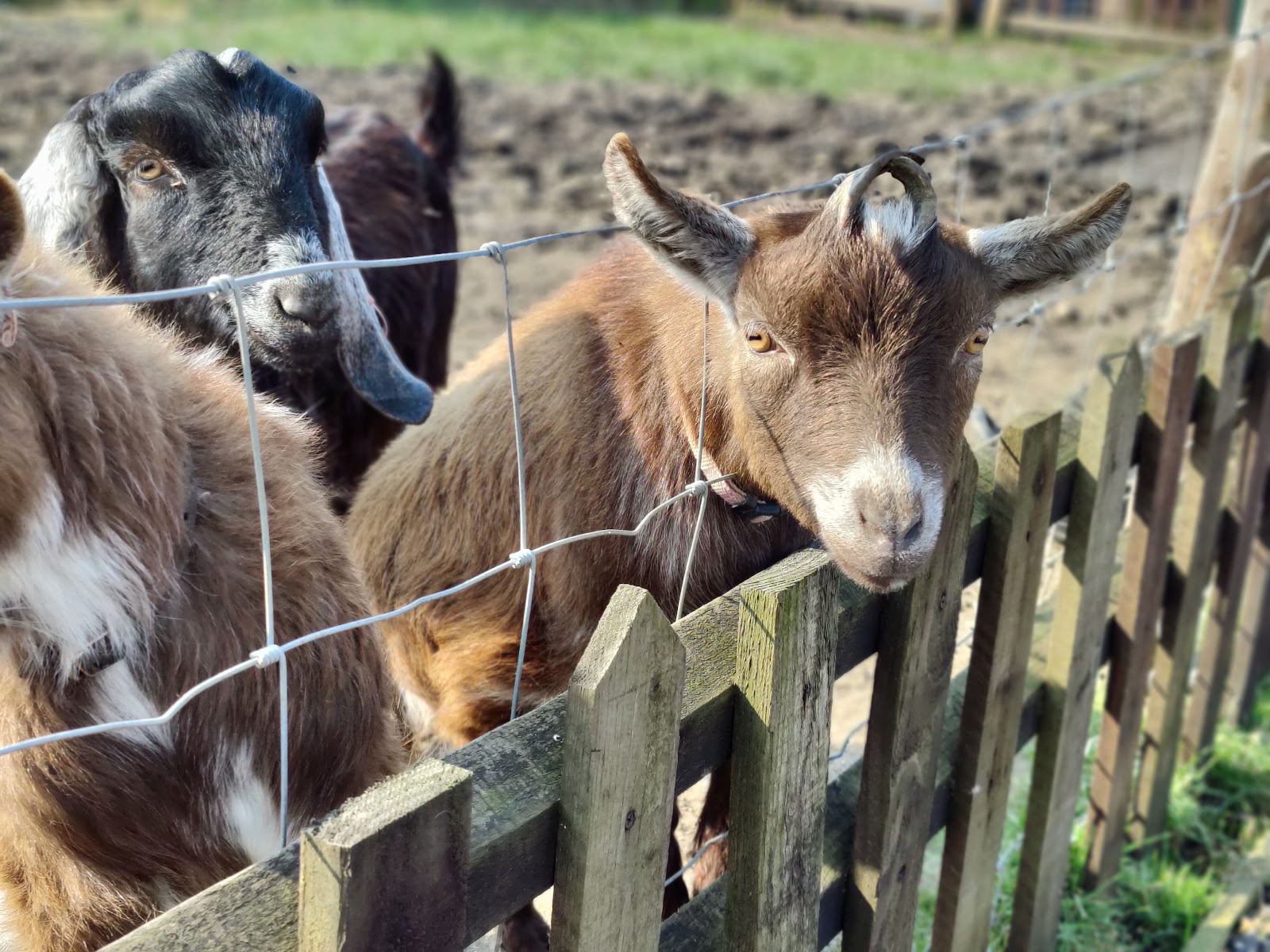 Cherry Tree Farm, Methwold — Place photograph