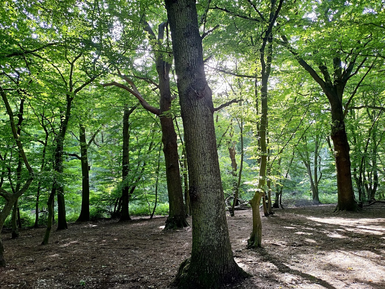 Coldfall Wood — Source image