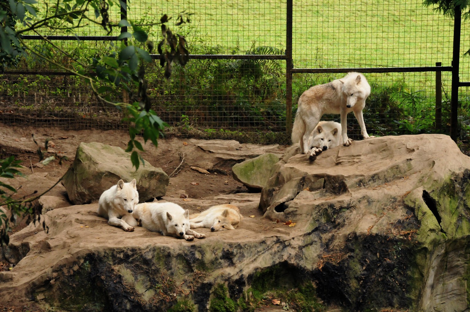 Combe Martin Wildlife & Dinosaur Park — Place photograph