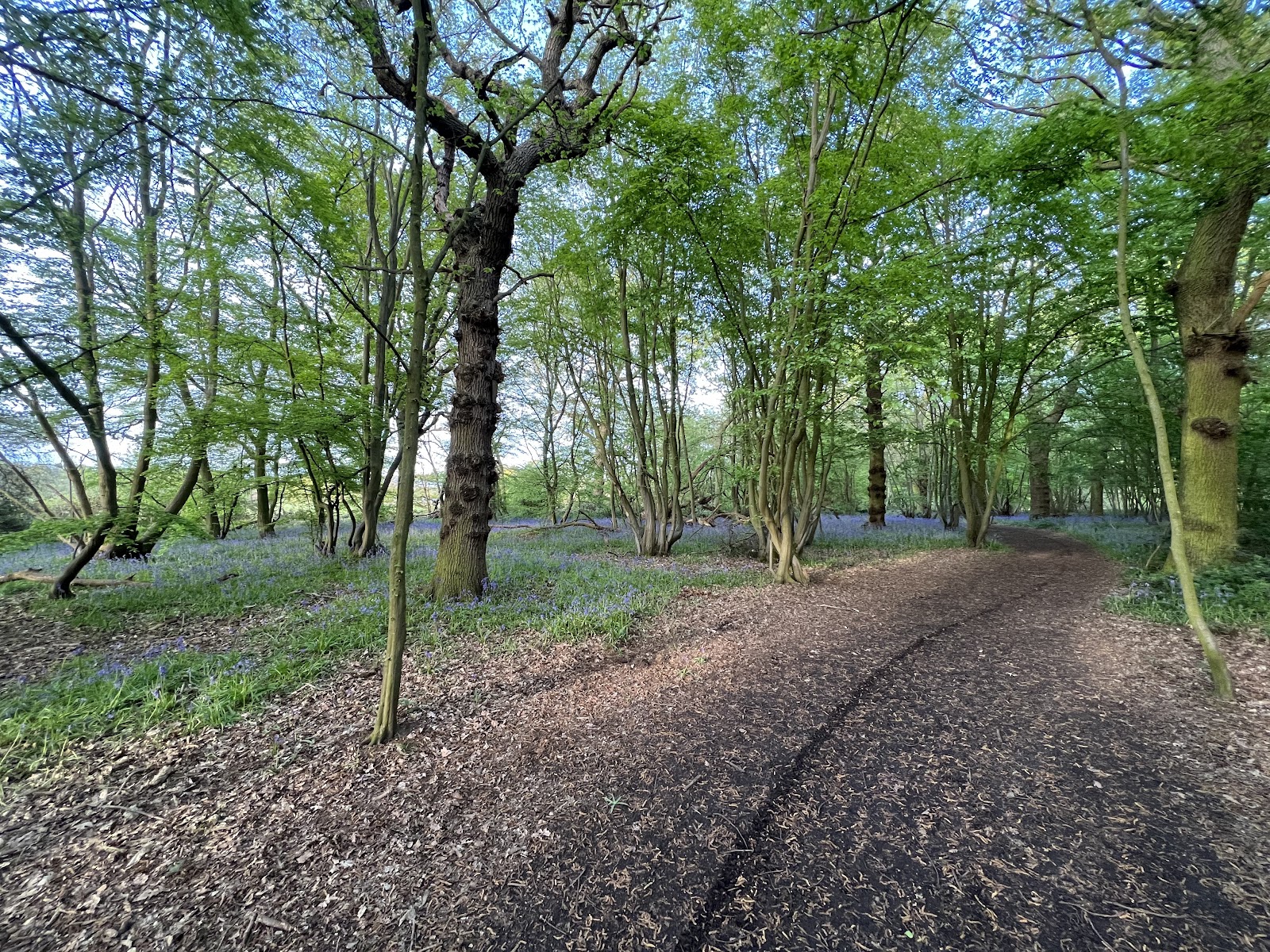 Crowsheath Wood Nature Reserve — Place photograph