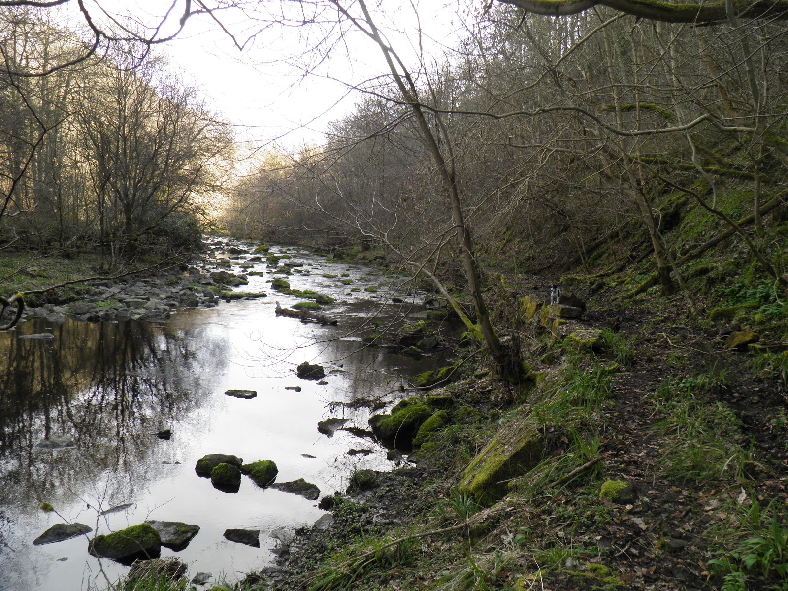 Derwent Gorge and Muggleswick Woods — Place photograph