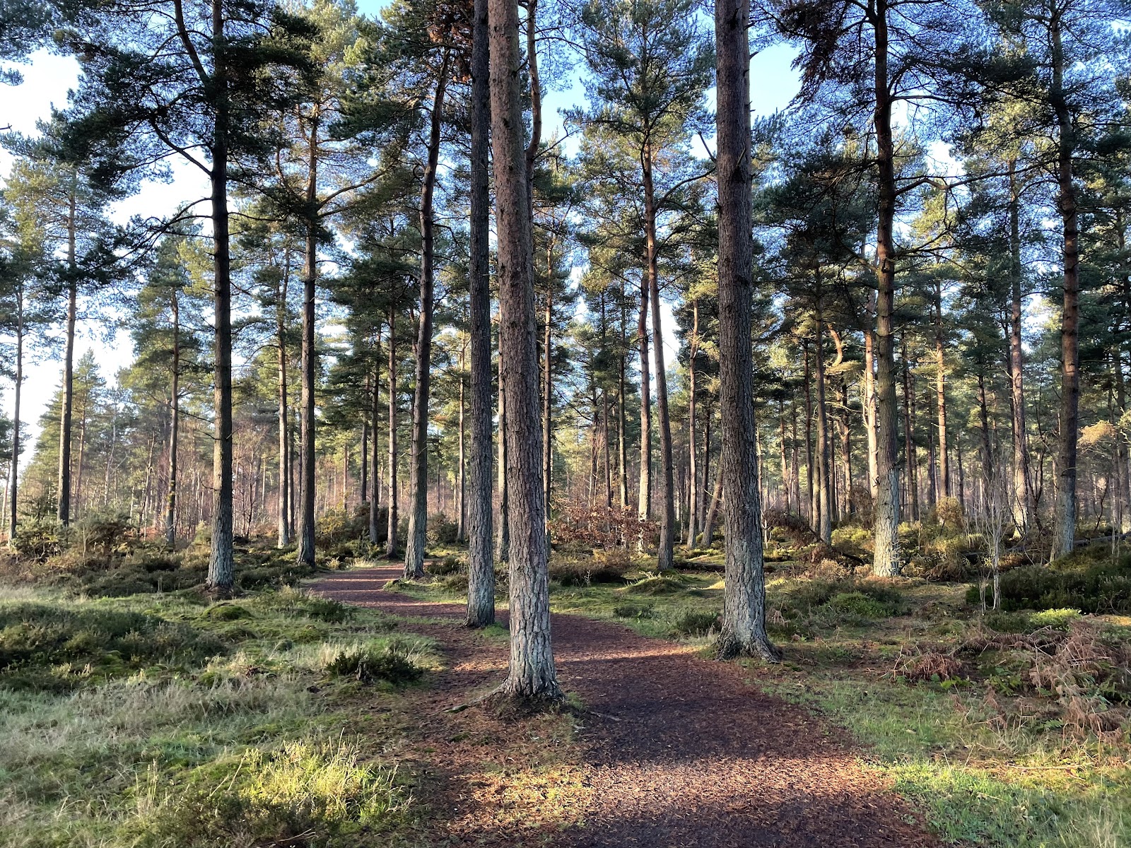 Devilla Forest — Place photograph