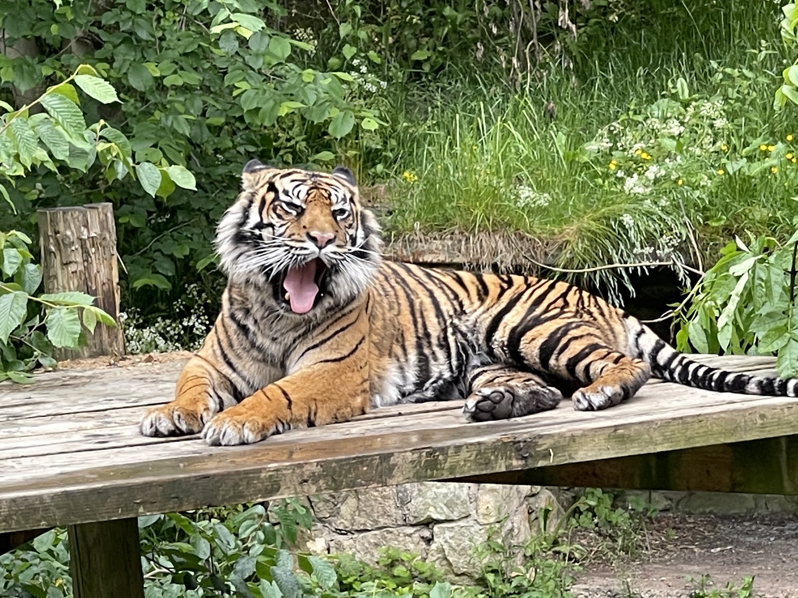 Dudley Zoo and Castle
