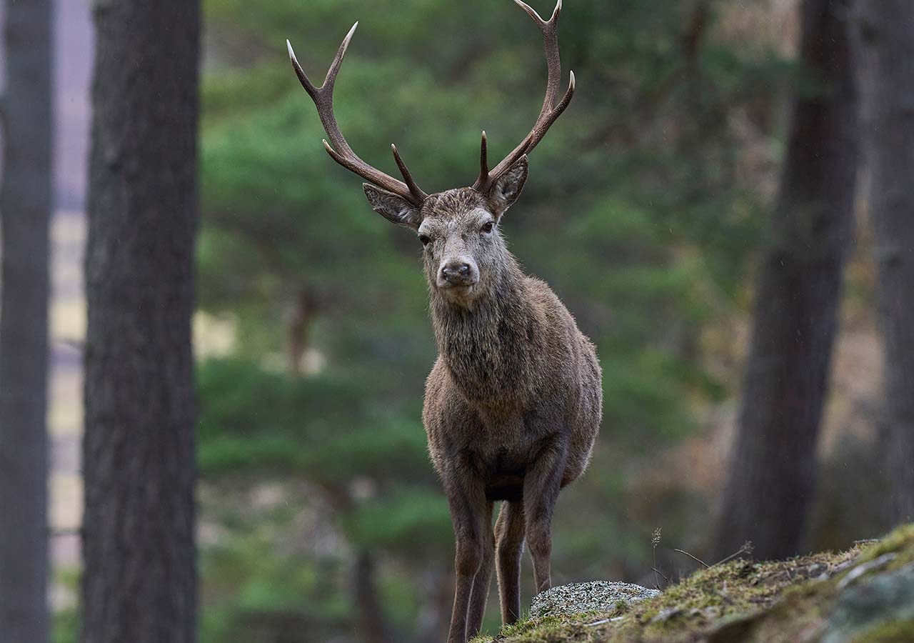 Dunnet Forest Trails