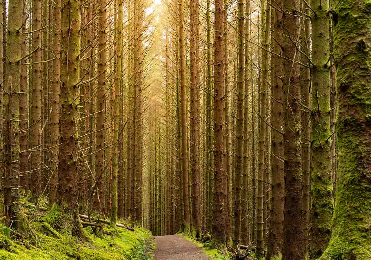 Dunnet Forest Trails — Place photograph