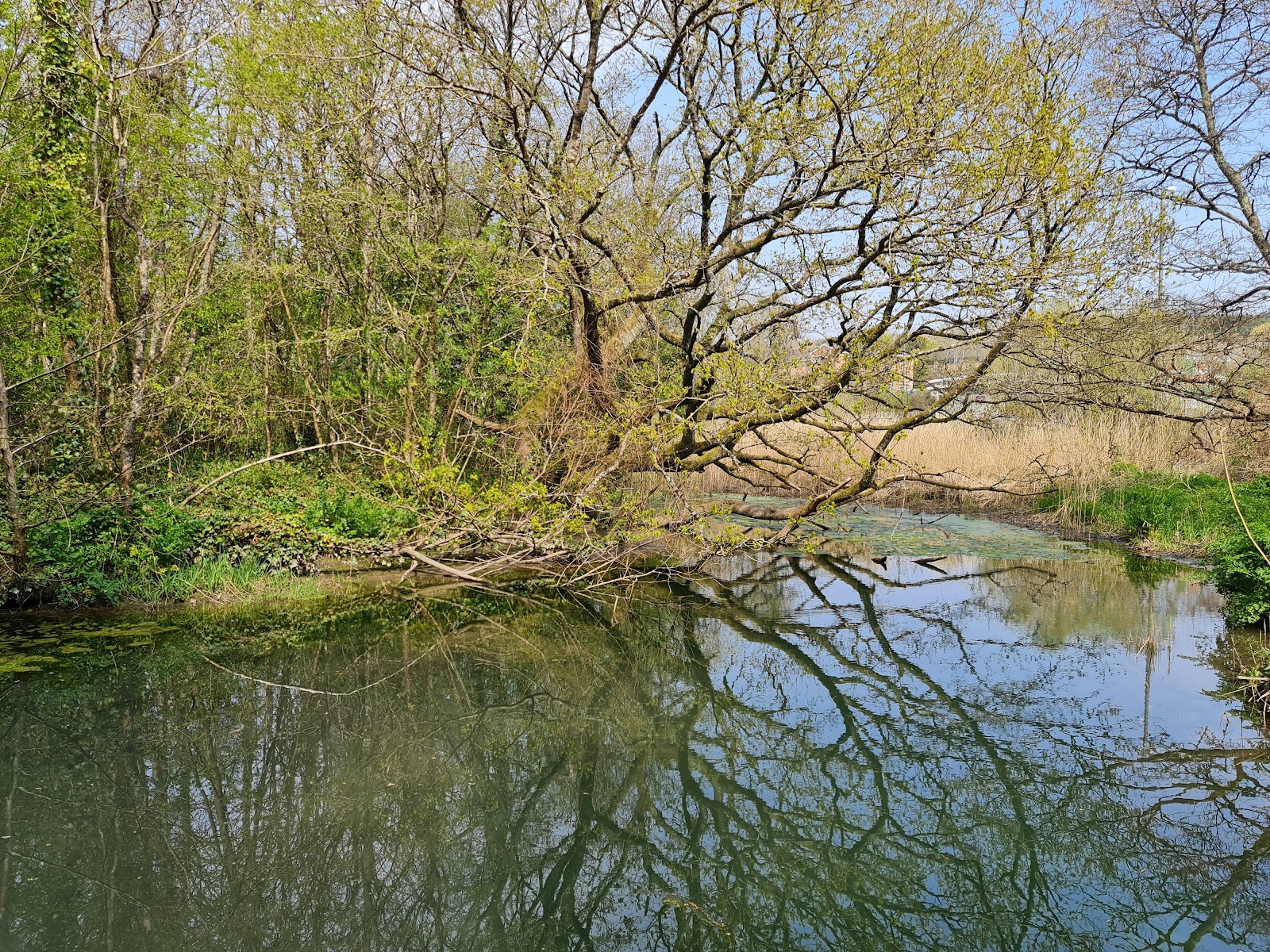 Efford Marsh Local Nature Reserve — Place photograph