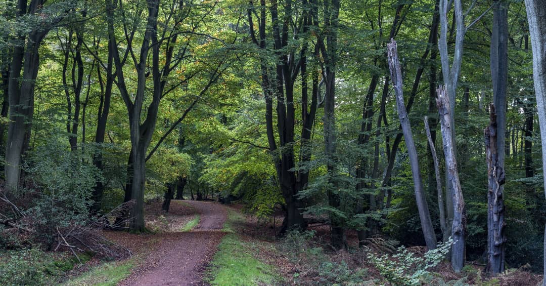 Epping Forest — Source image