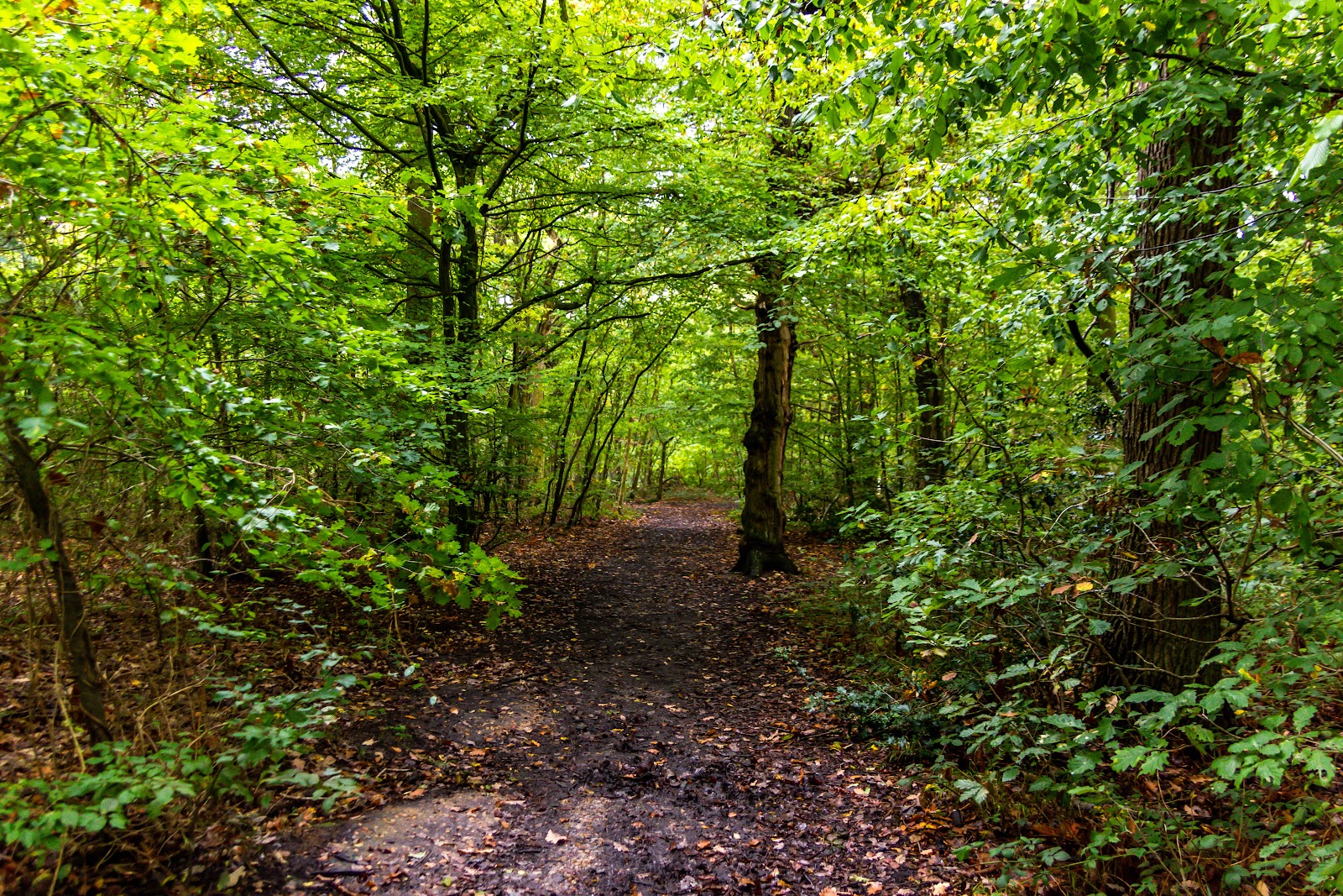 Essex Wildlife Trust Belfairs Nature Discovery Centre