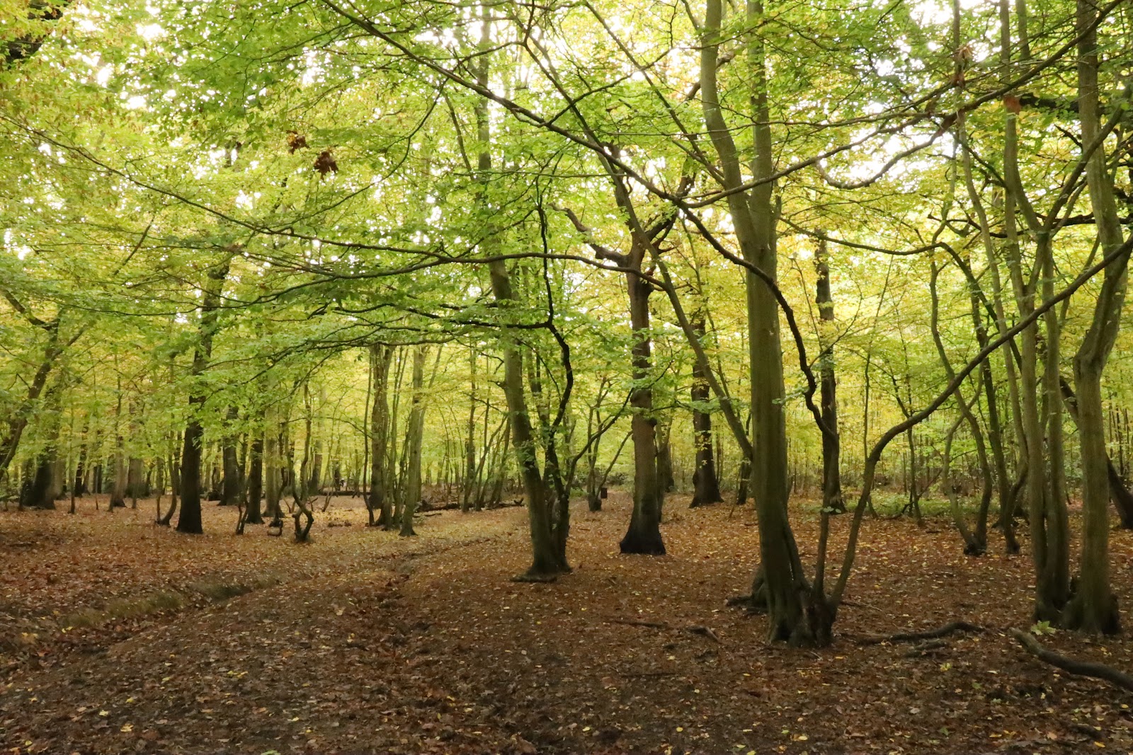 Essex Wildlife Trust Belfairs Nature Discovery Centre — Place photograph