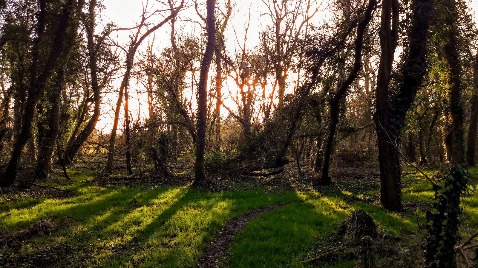 Fancott Woods and Meadows — Source image