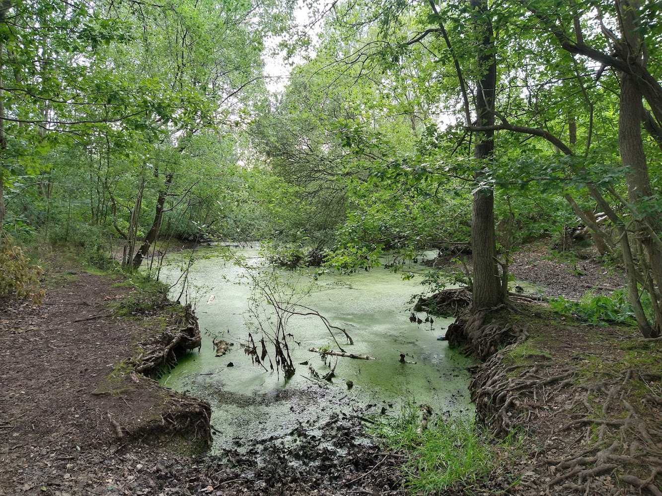 Farningham Woods Nature Reserve — Source image