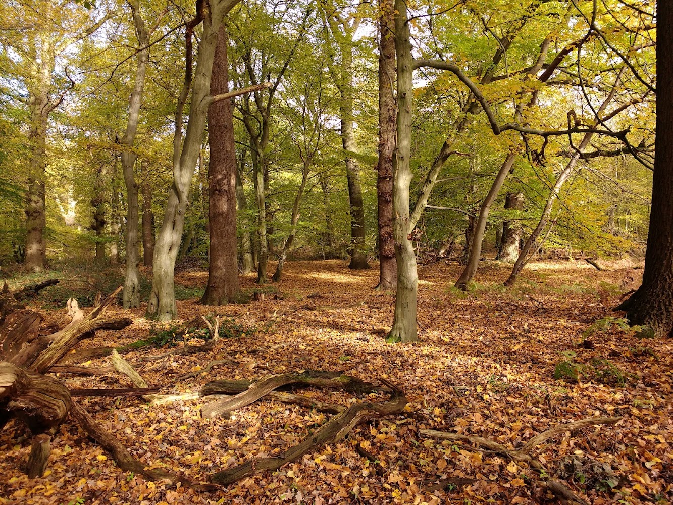 Fir and Pond Woods — Source image