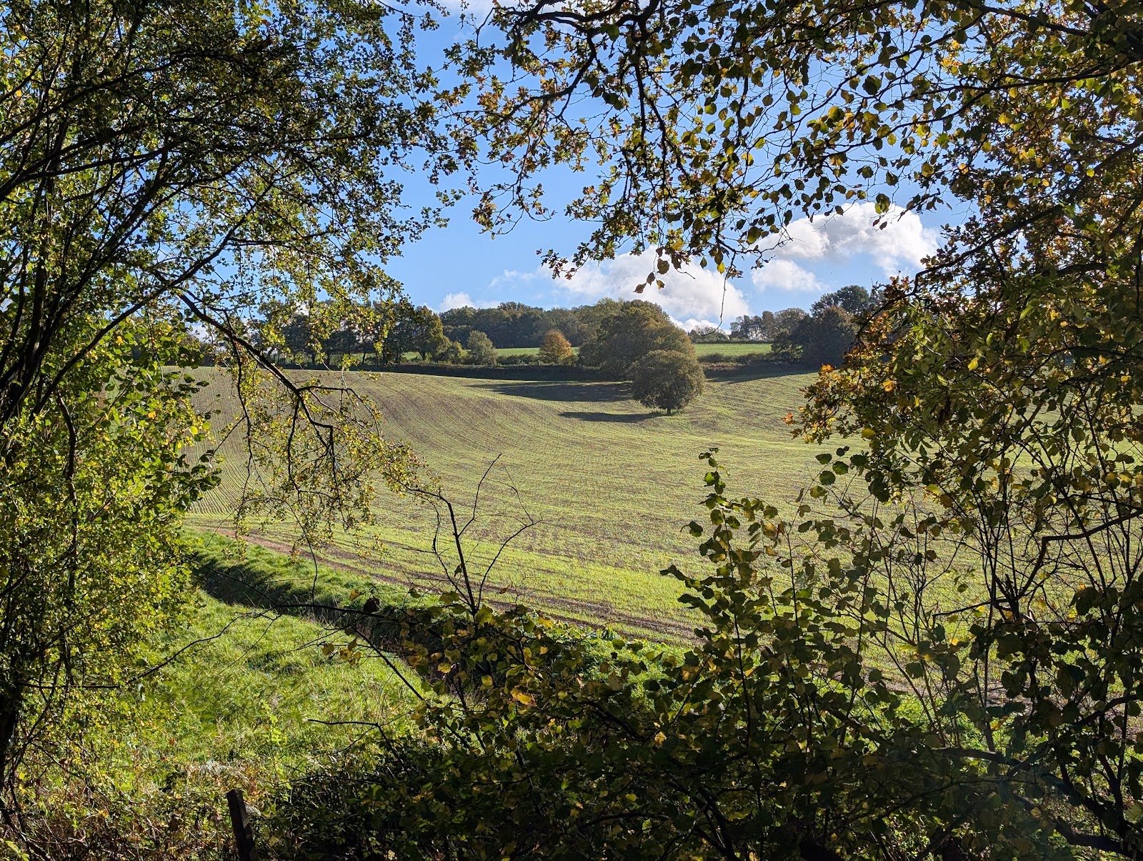 Forest Way — Place photograph