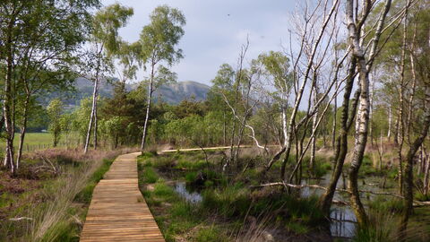 Foulshaw Moss Nature Reserve