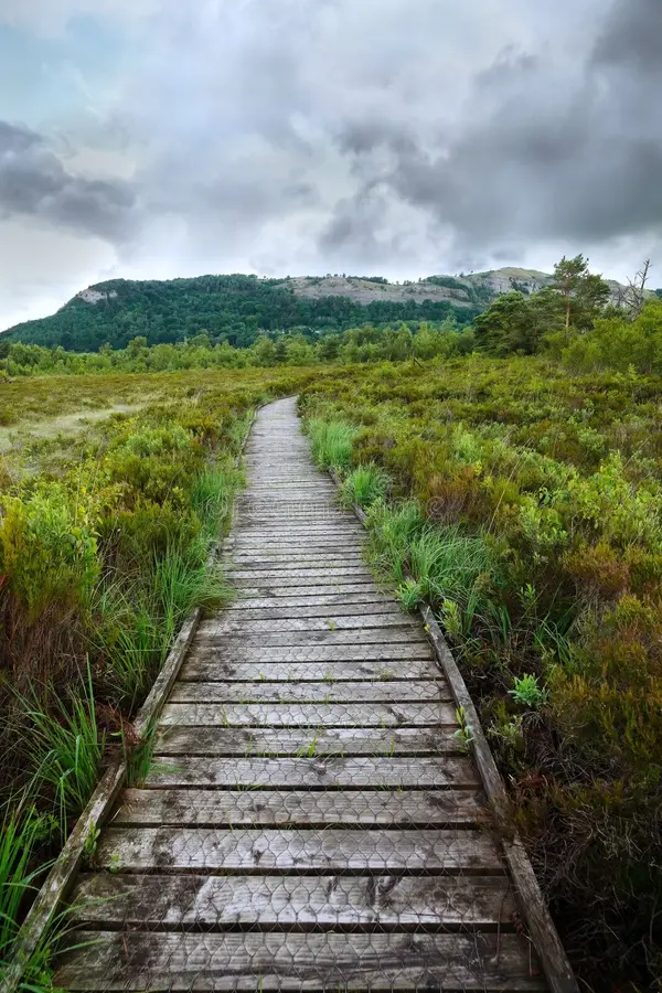 Foulshaw Moss Nature Reserve — Place photograph