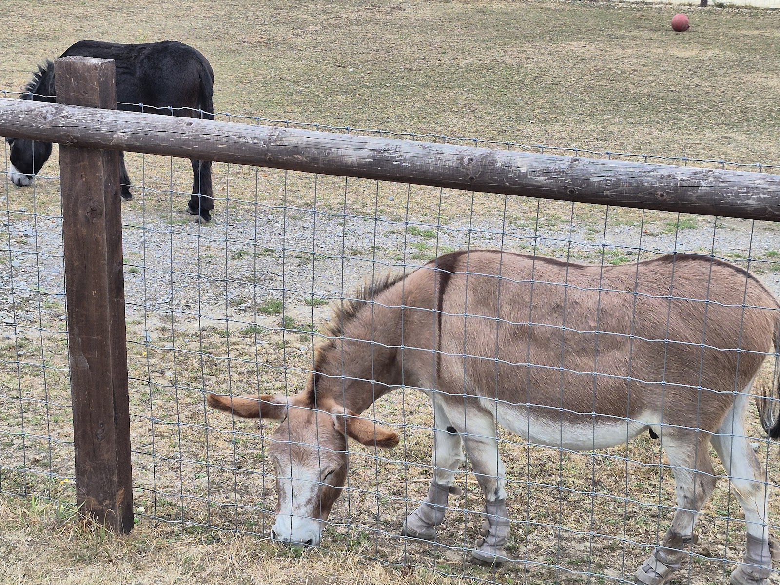 Foxburrows Farm - Hainault Forest