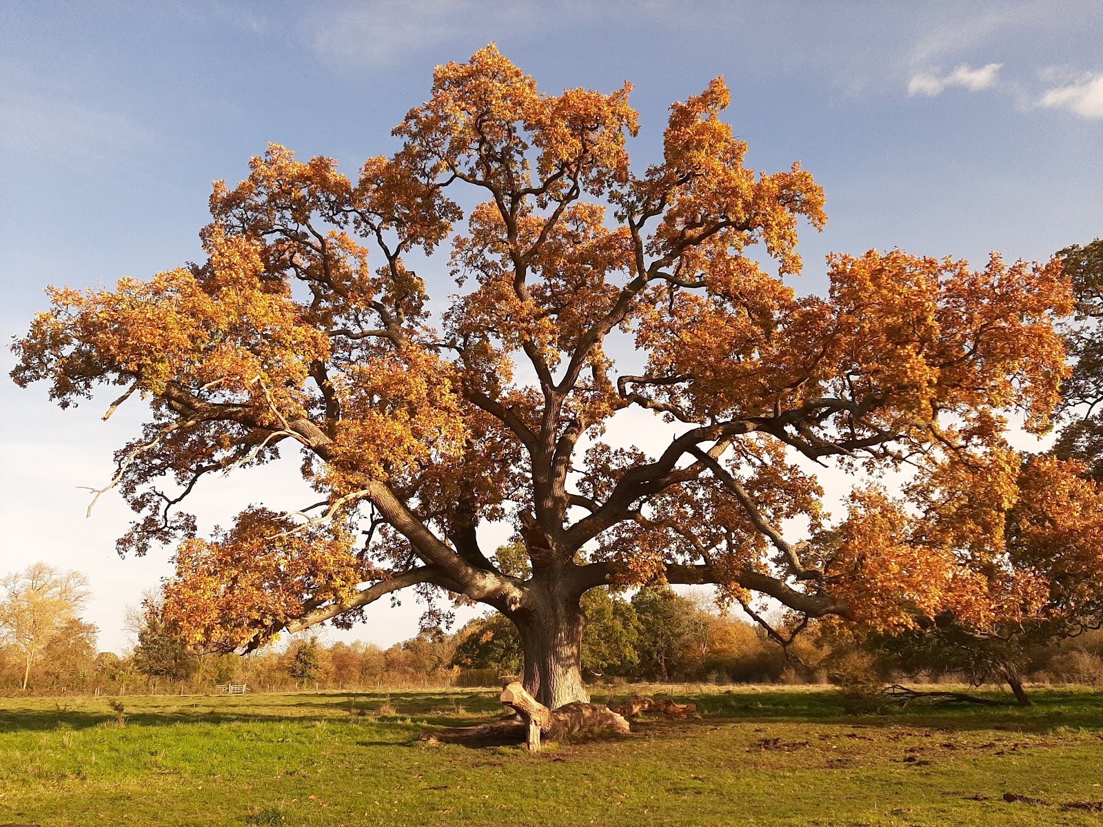 Fulbourn Fen