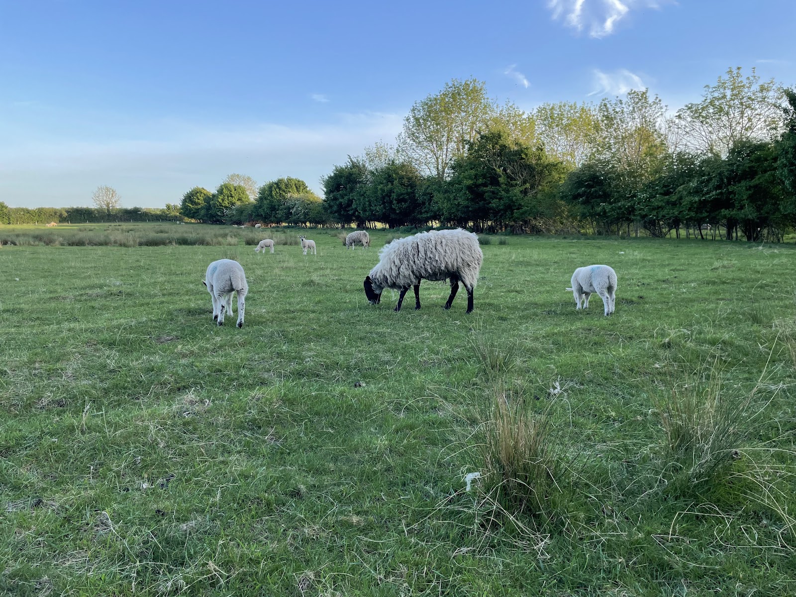 Fulbourn Fen