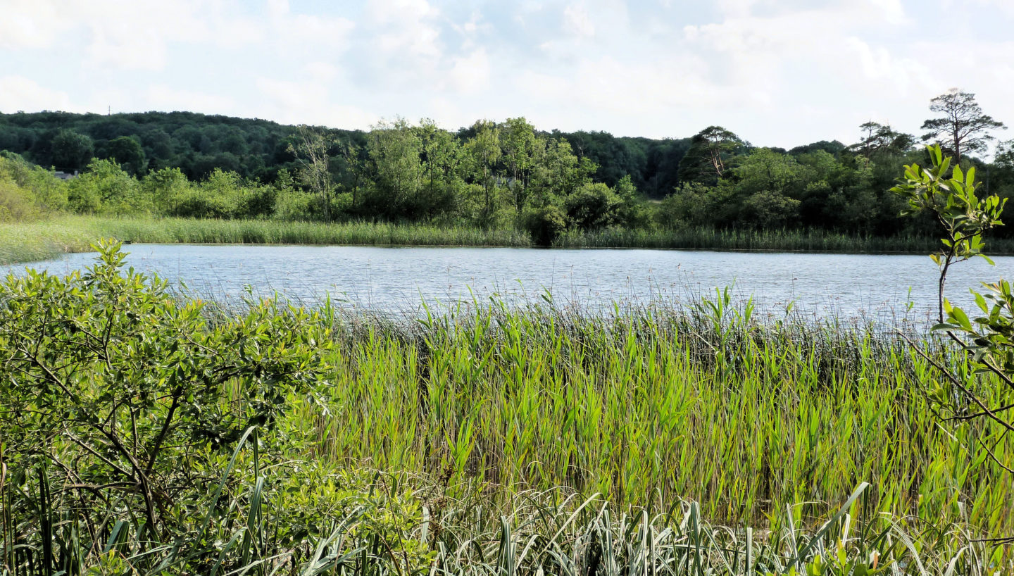 Gait Barrows National Nature Reserve