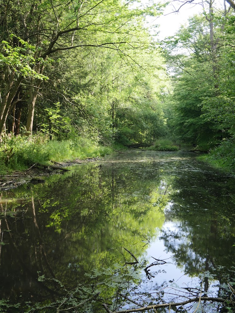 Gobions Wood — Source image