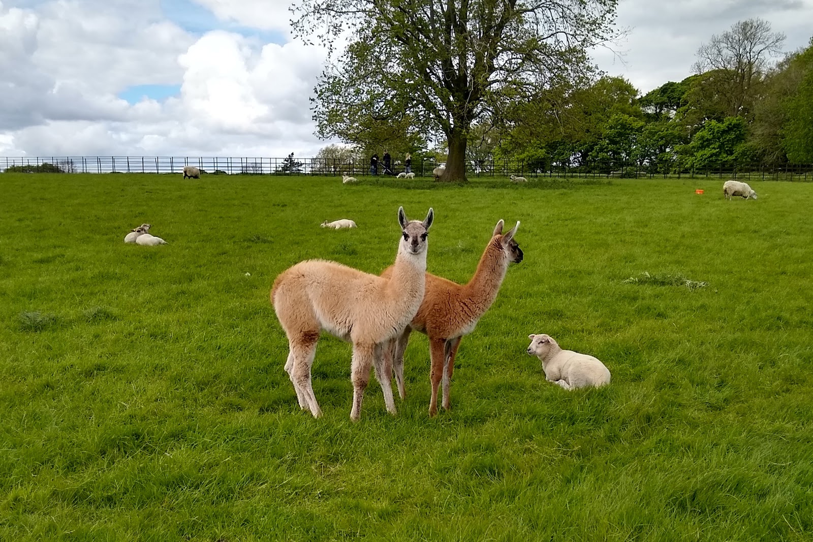 Graves Park Animal Farm — Place photograph