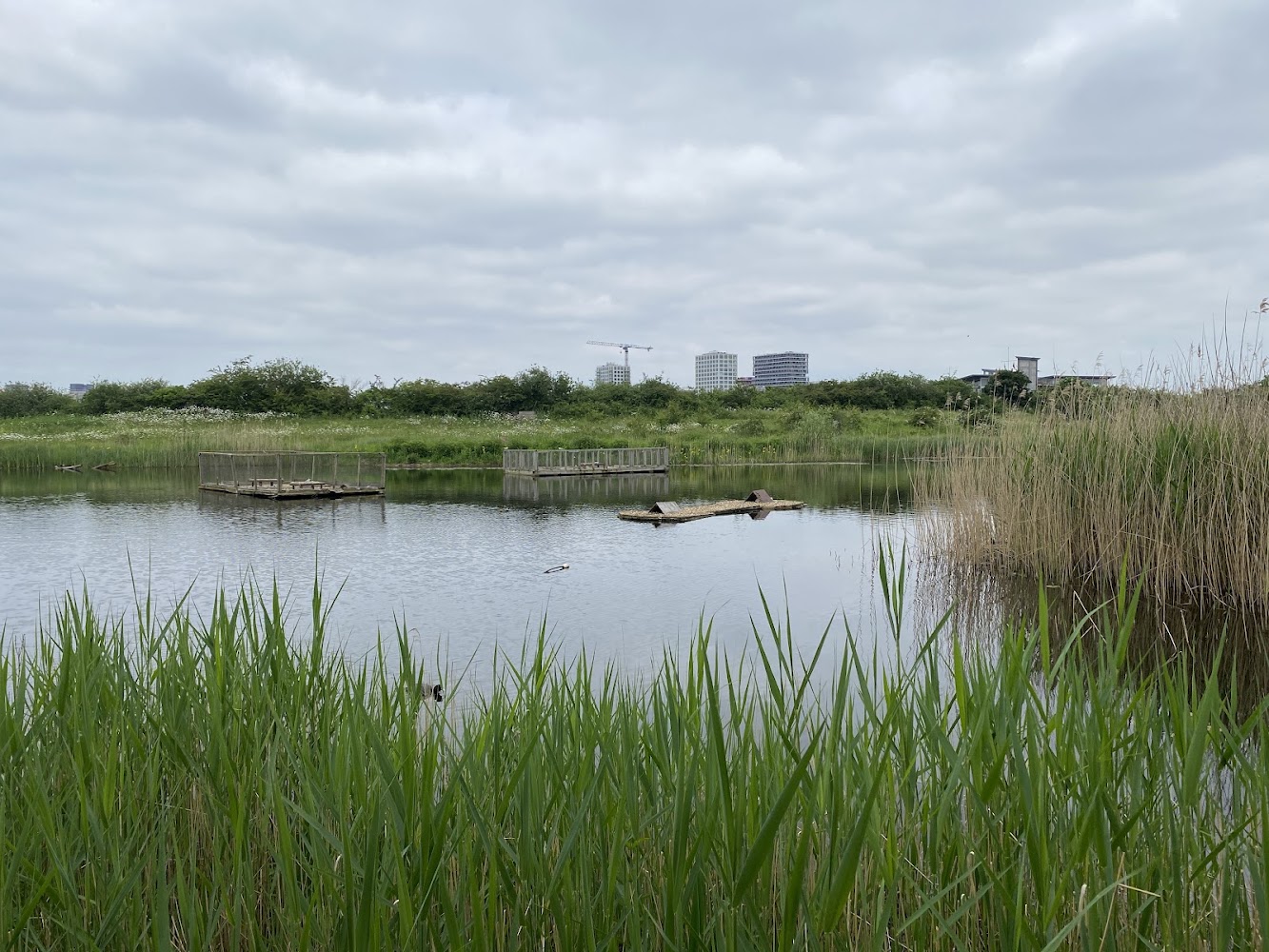 Greenwich Peninsula Ecology Park — Source image