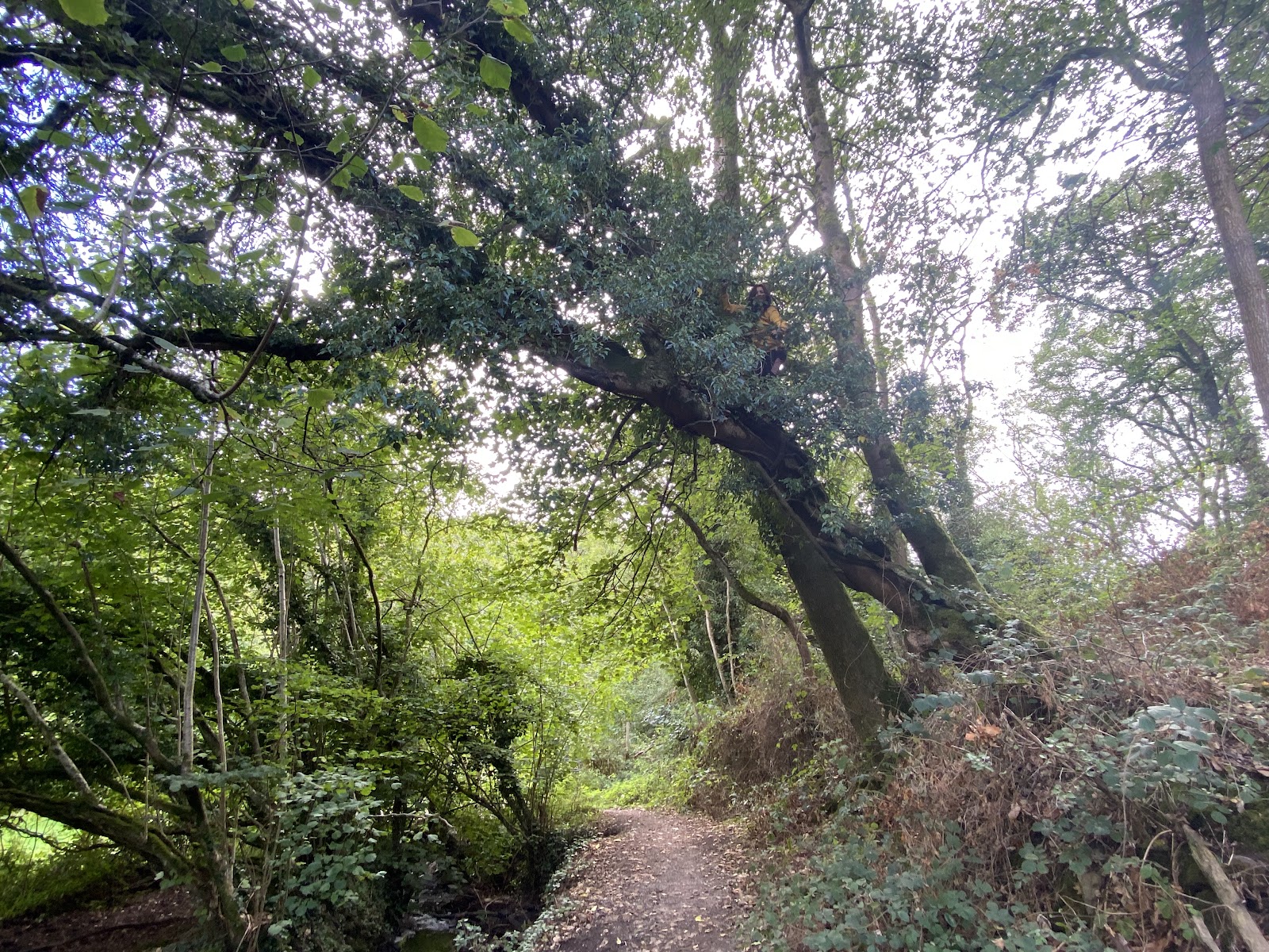 Greyfield Wood — Place photograph
