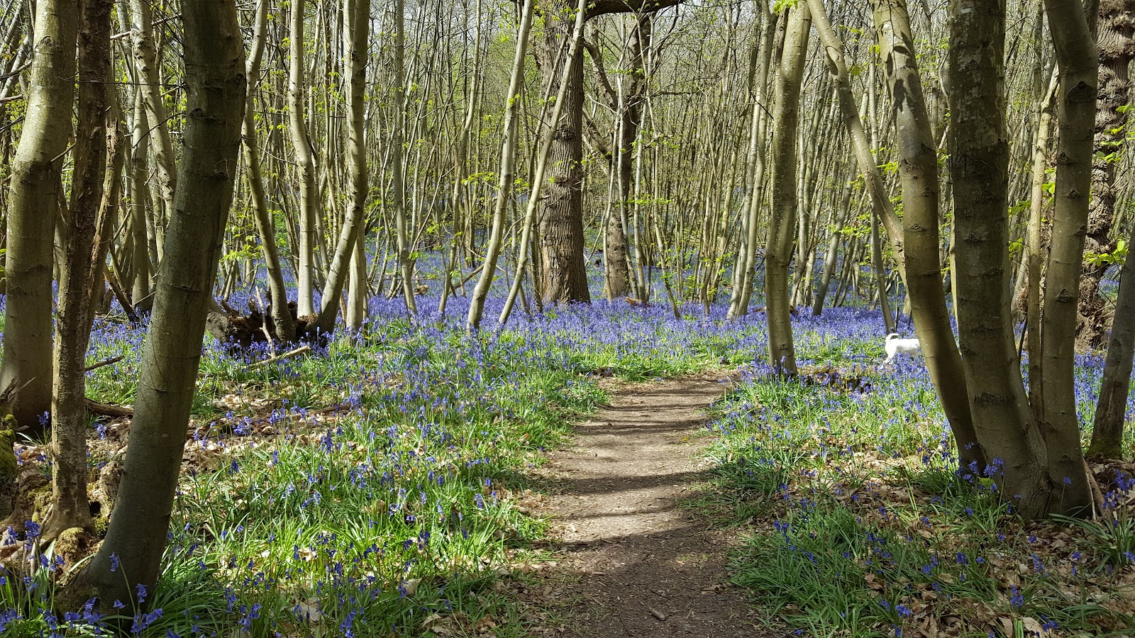 Guestling Wood — Place photograph
